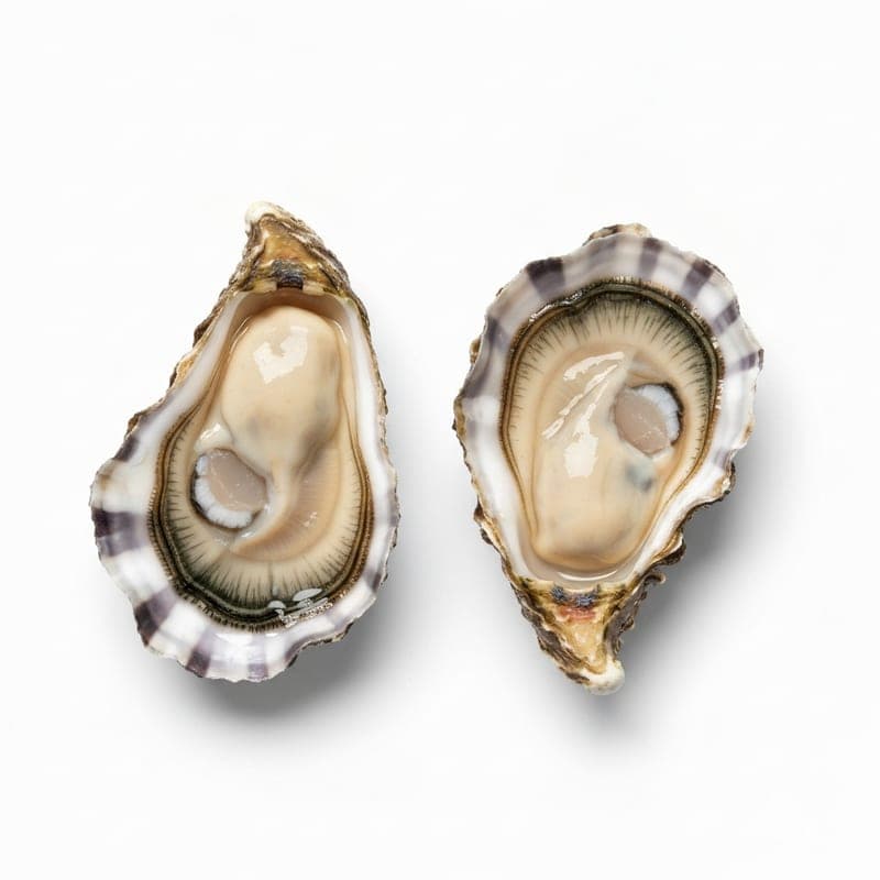 Oysters